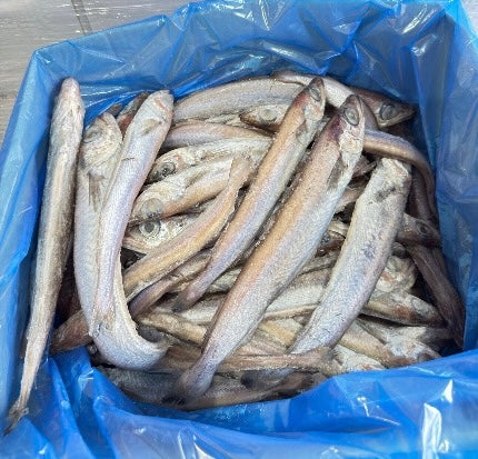 Whiting Fish/Eja kika- Panla
