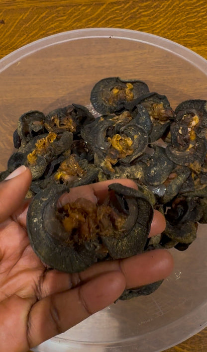 Dried Washed Snail
