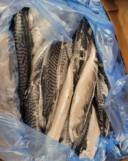 Frozen Mackerel fish (titus)- 400/600